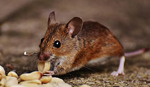 24 Hour & Emergency Exterminators in Wadeville, NC